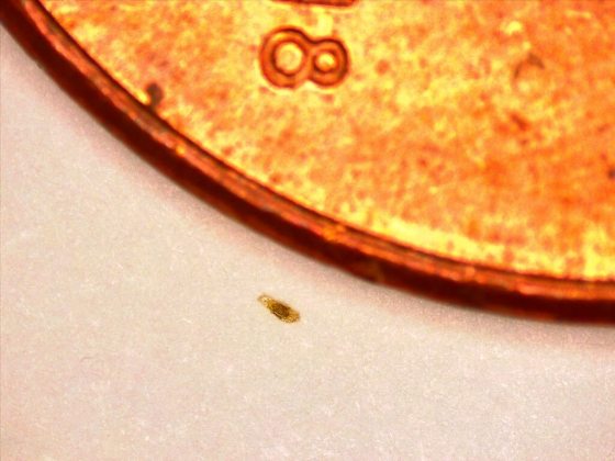 A tiny seed being shown next to a penny. 